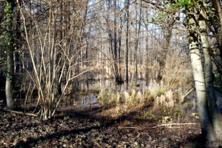 Swamp (Avigliana wet land). Best viewed large.