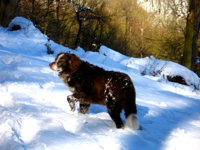 Ki im Schnee - Cool Dog photo