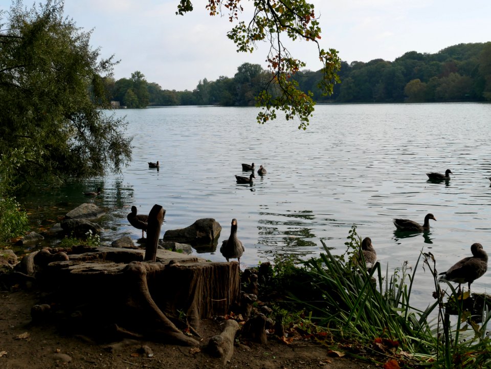 Parc de la tête d'or - lac