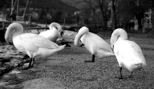 Swan lake. Best viewed large.