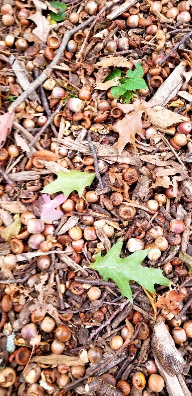 oak litter