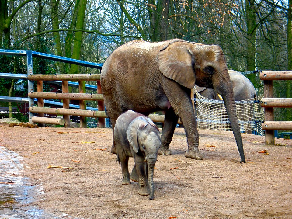 Elefanten - Elephant