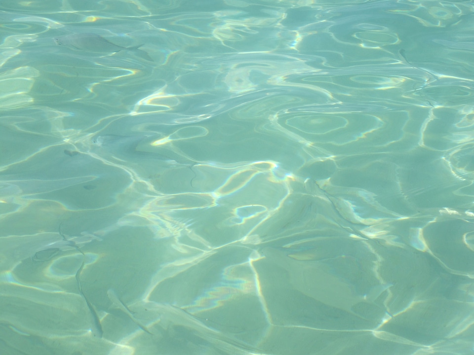 Pool swim swimming