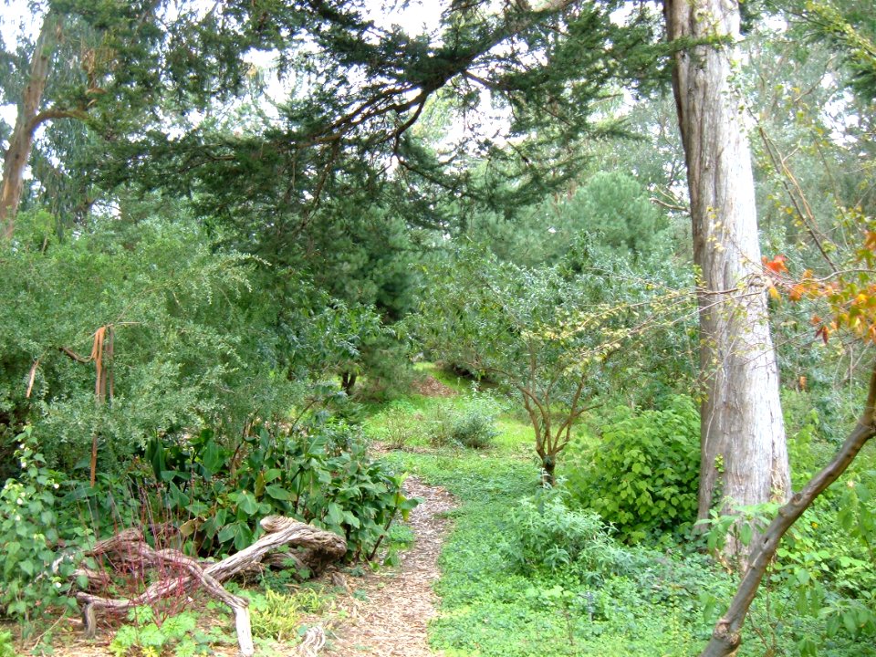 Golden Gate Park Woods