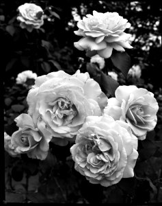 Roses. Plan film 13x18 cm. photo