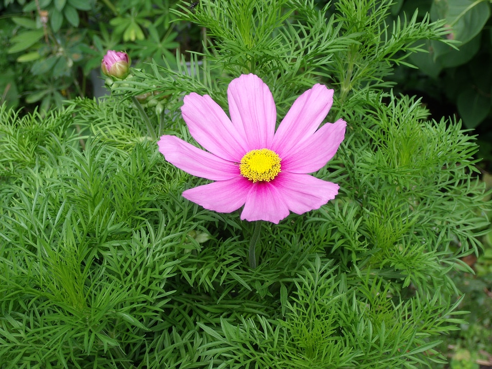 Cosmos pink igroen