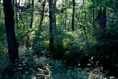Forest impression. Better viewed large.