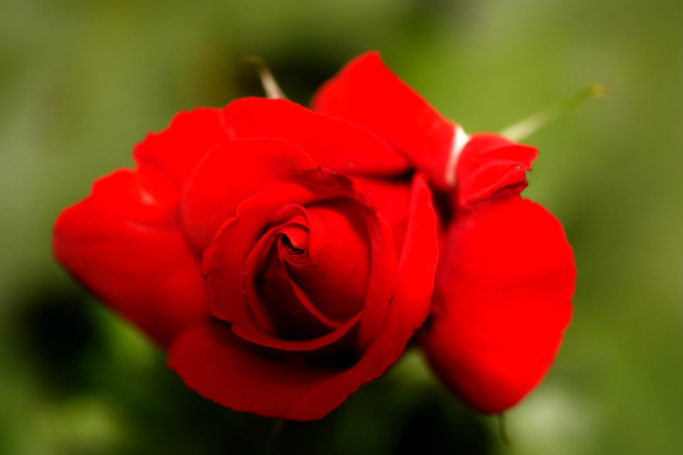 Rose. Full resolution.