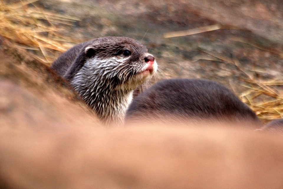 Playful animal wild