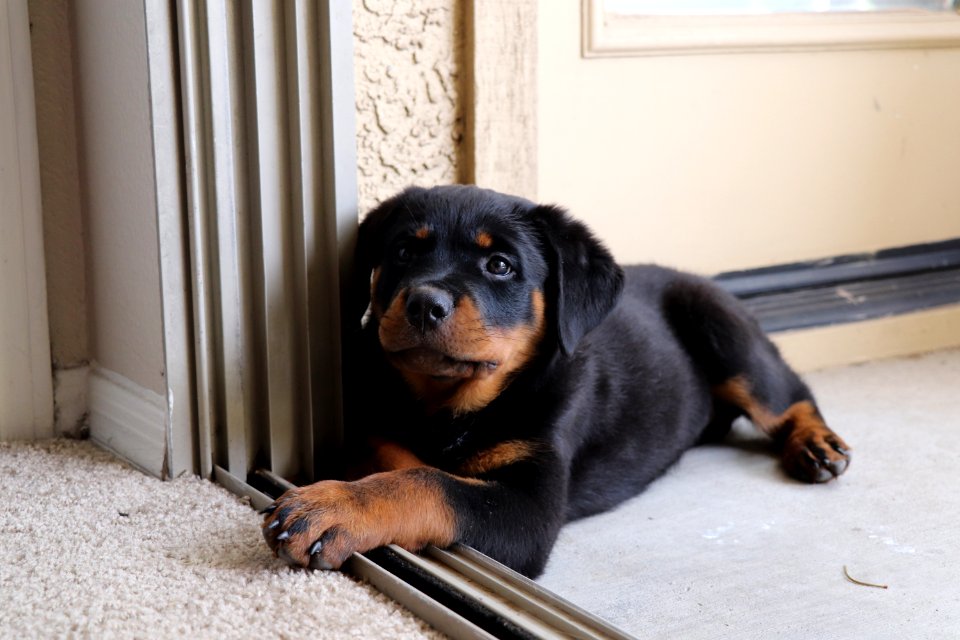 Pepper the Rottweiler