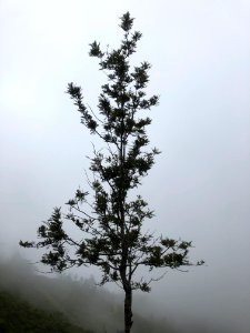 srilanka tree in knuckles