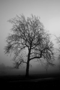 Foggy Greenwich Park