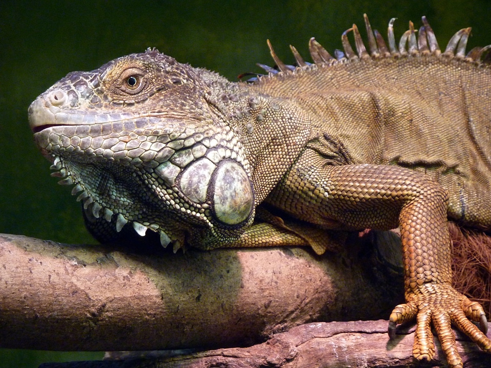 Profile face animal