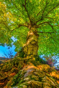Il fascino di un albero