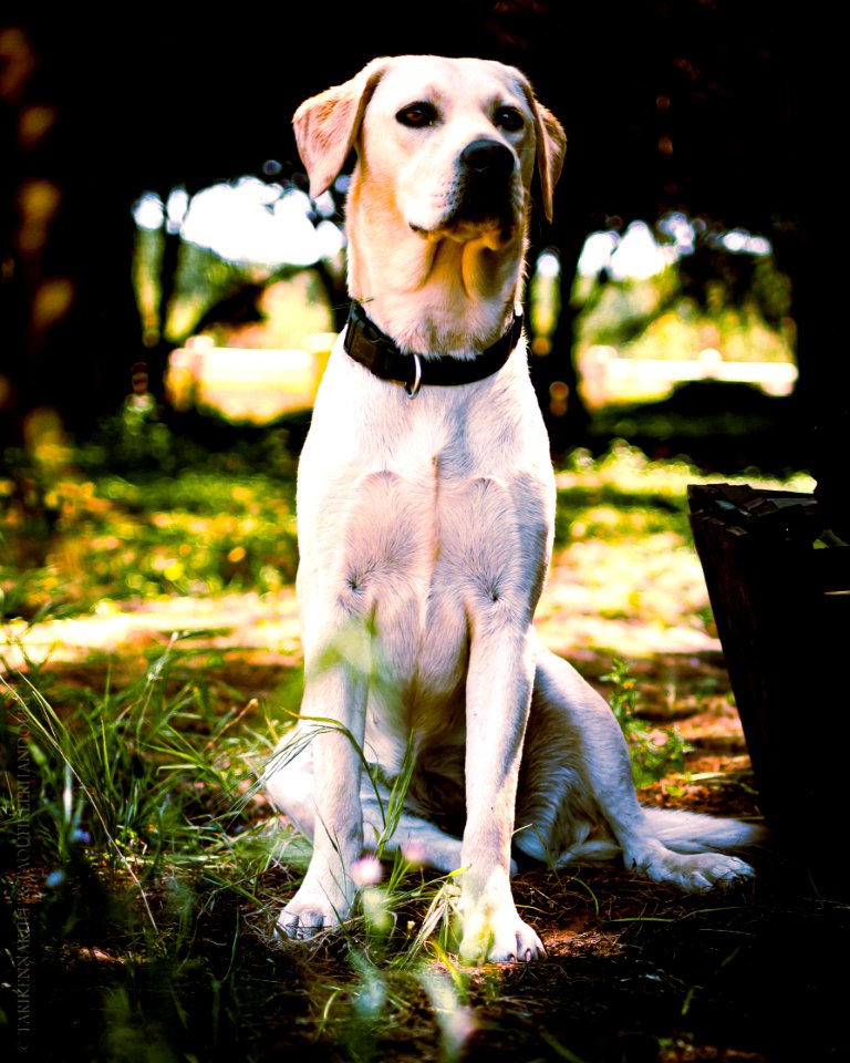 Mokka, the best labrador ever.