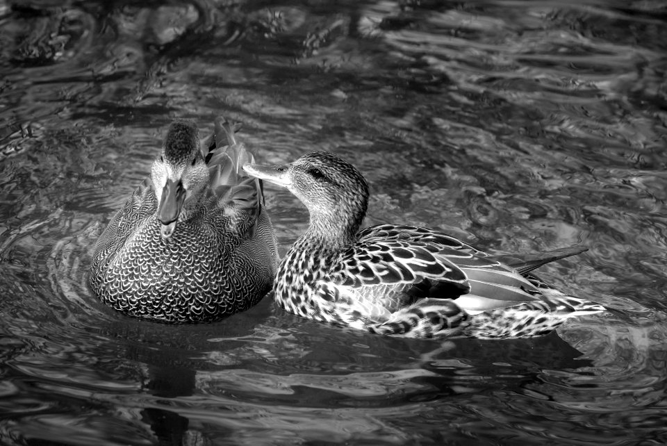 We two. Best viewed large.