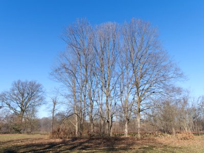 Park scene photo