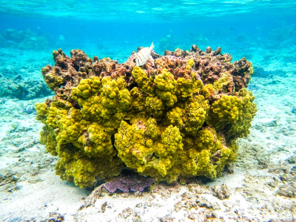 Yellow coral grows in Midway's fringing reef