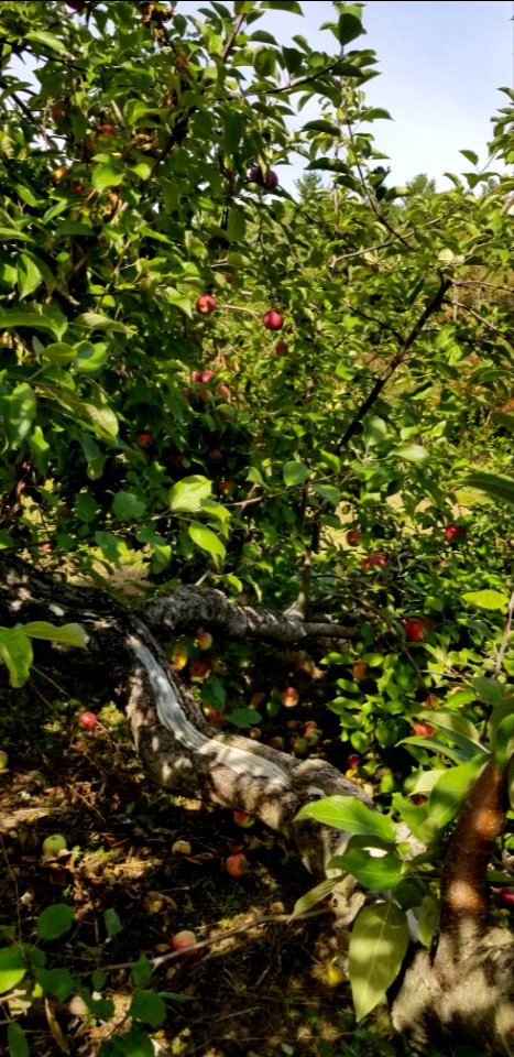 apple tree