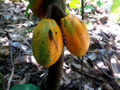 Kakao-Früchte photo