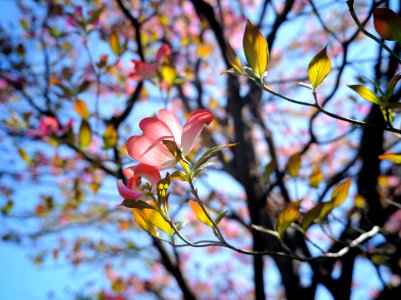 Mizonokuchi, 10th Apr