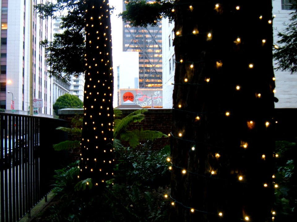 Lighted Trees, Transamerica Redwood Park