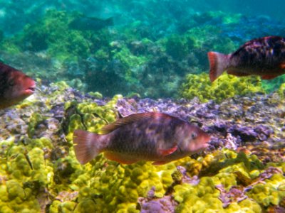 Bullethead parrotfish (Chlorurus sordidus) swim through Midway's fringing reef