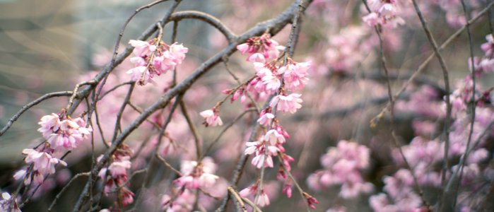 Cherry Blossoms 2020