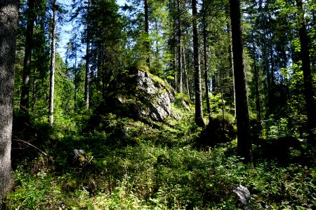 Flüewald (Niederurnertal/Kanton Glarus)