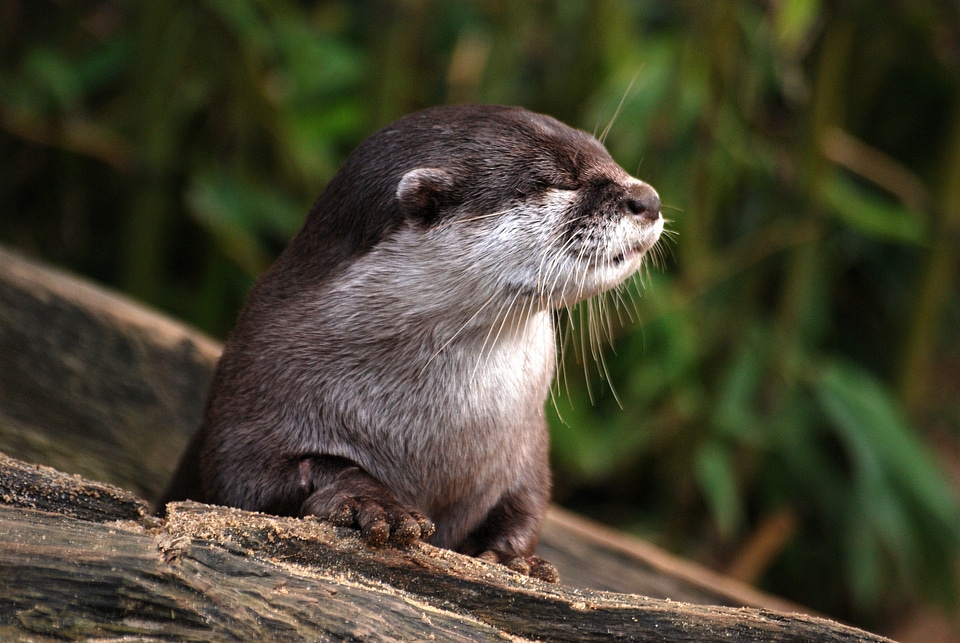 Cute fur playful