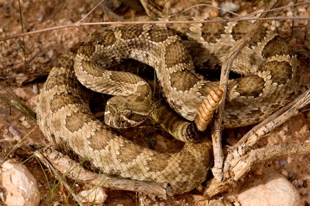 Crotalus viridis