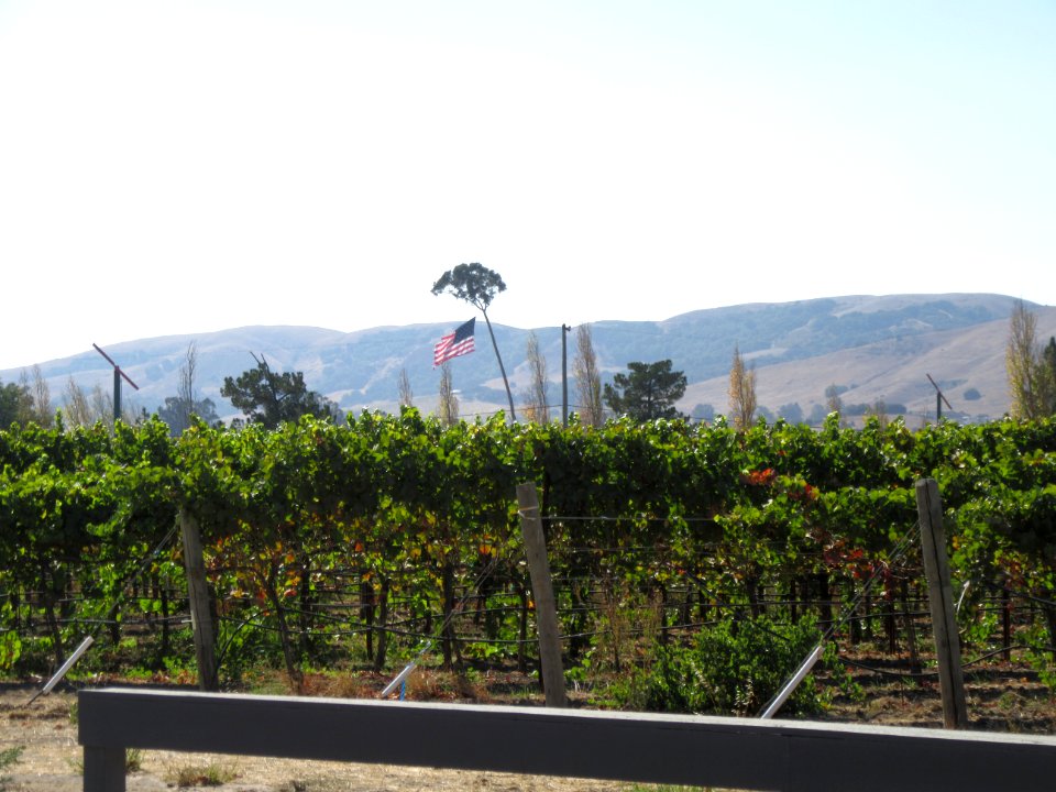 Vineyard and Flag