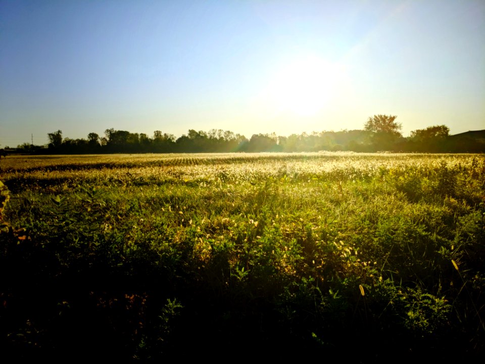 Sunrise Over Oat Field