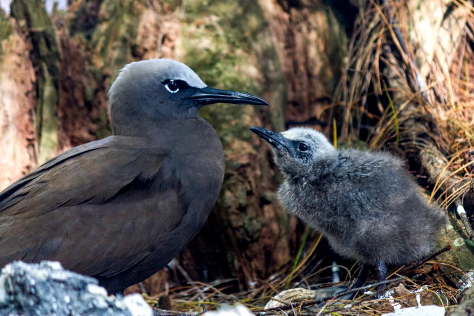 A brown noddy (Anous stolidus) and its chick