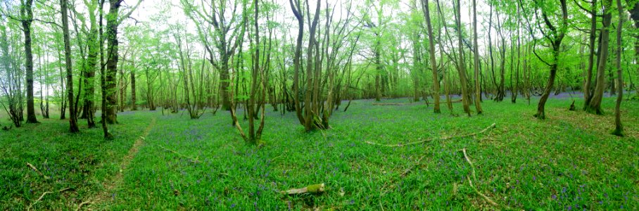 Bluebells