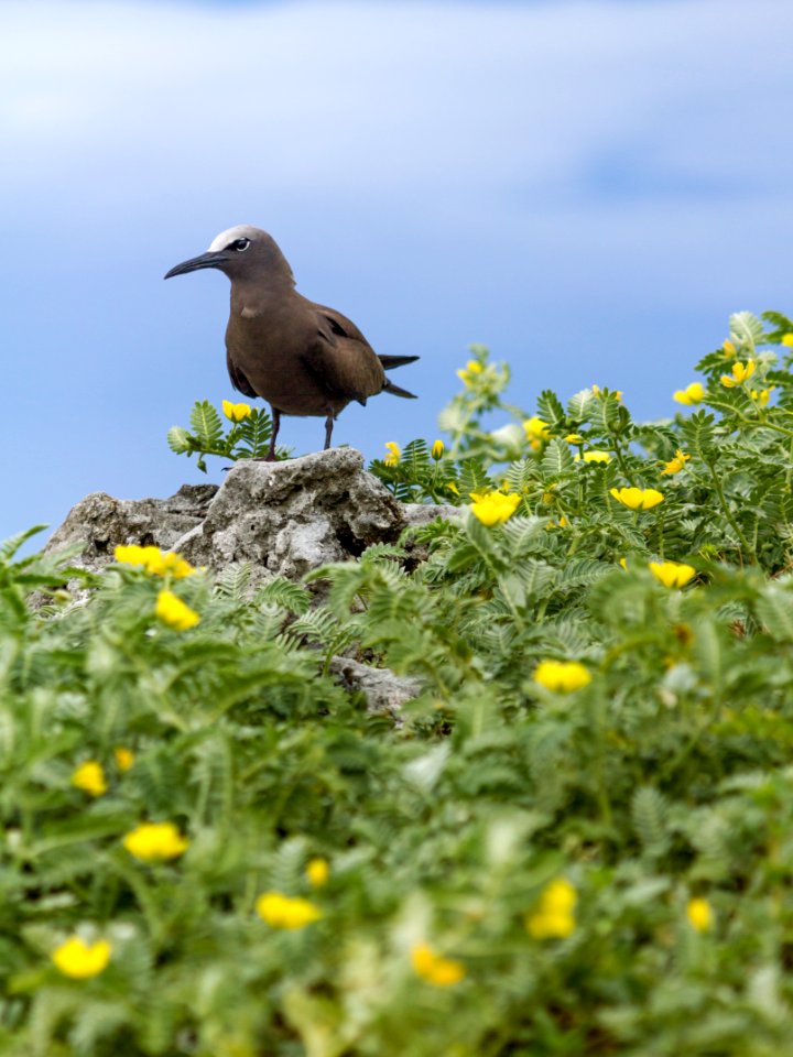 A brown noddy (Anous stolidus) stands over a patch of nohu (Tribulus cistoides) on Eastern Island