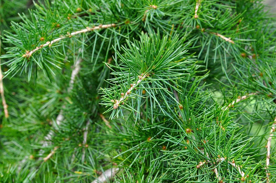 Needle conifer tree