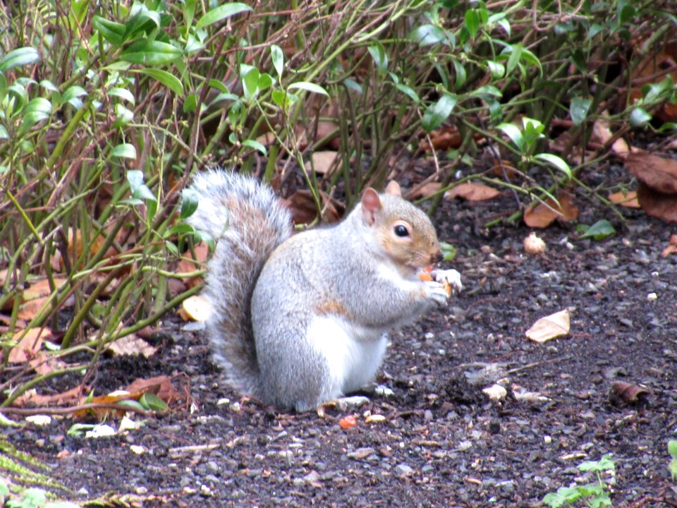 Squirrel