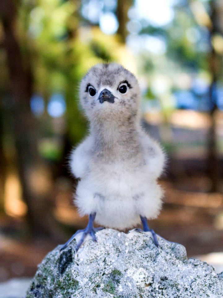A precocious white tern (Gygis alba) chick