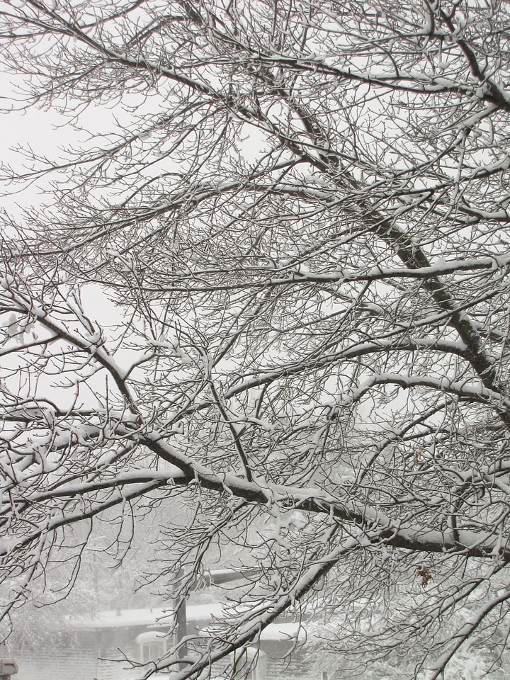 Trees cold ice photo