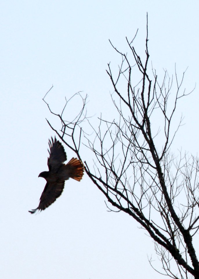 0100_redtail_flight_munsel_ODFW