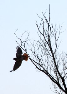 0100_redtail_flight_munsel_ODFW photo