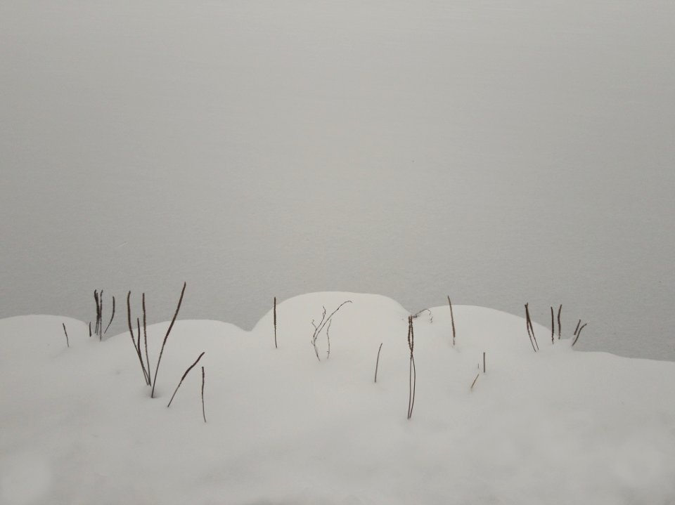 snowgrass