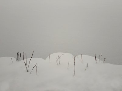 snowgrass