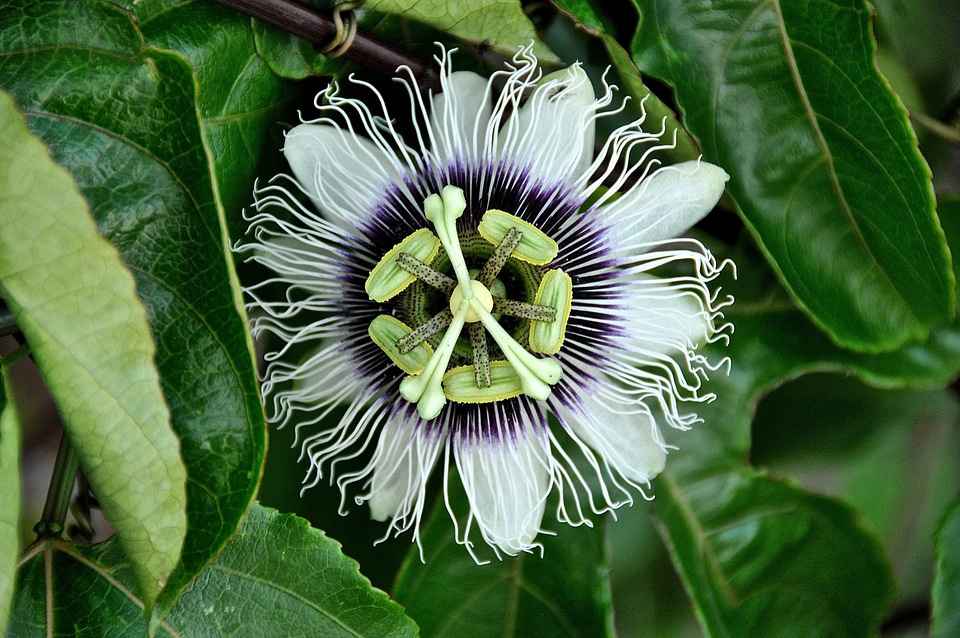 Passion flower white