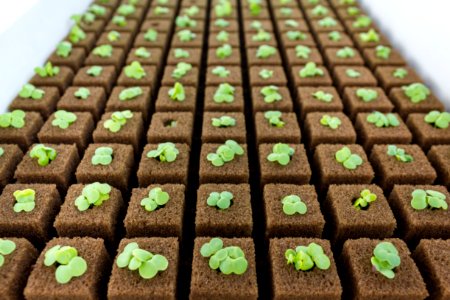 Food plants grows in Midway's mydroponic garden
