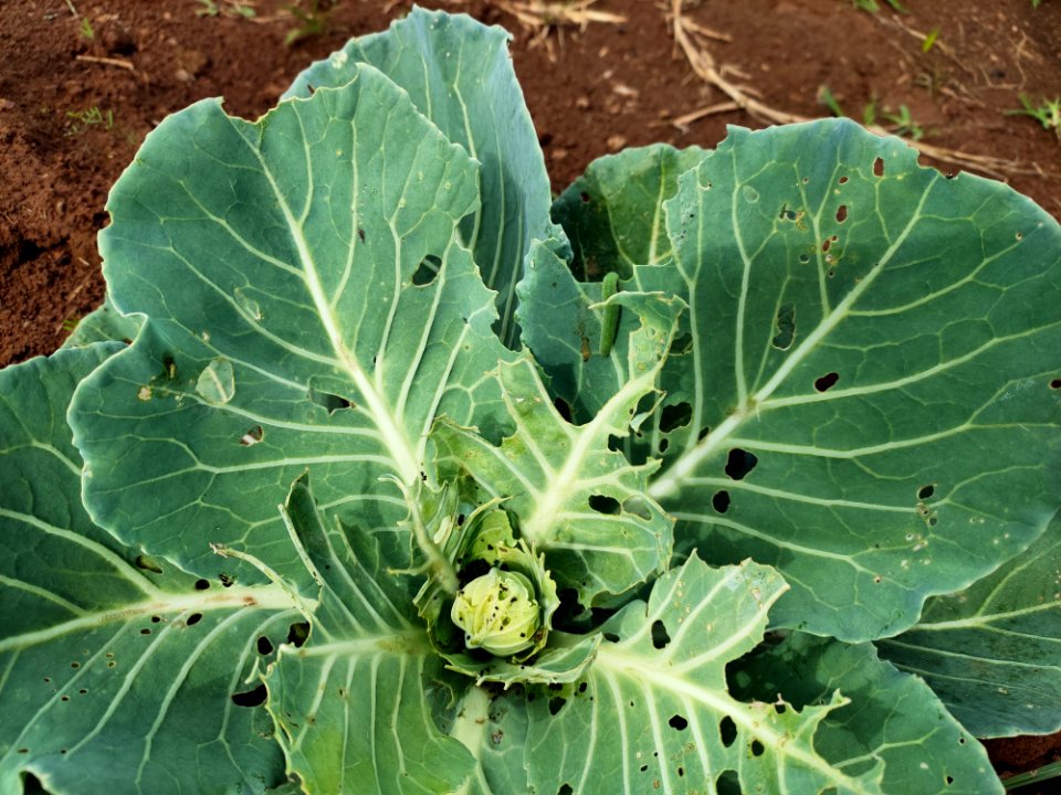 Diamondback moth larvae in cabbage.