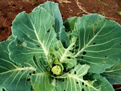 Diamondback moth larvae in cabbage.