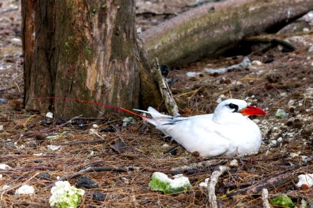 A red-tailed tropicbird (Phaethon rubricauda) sits on its nest