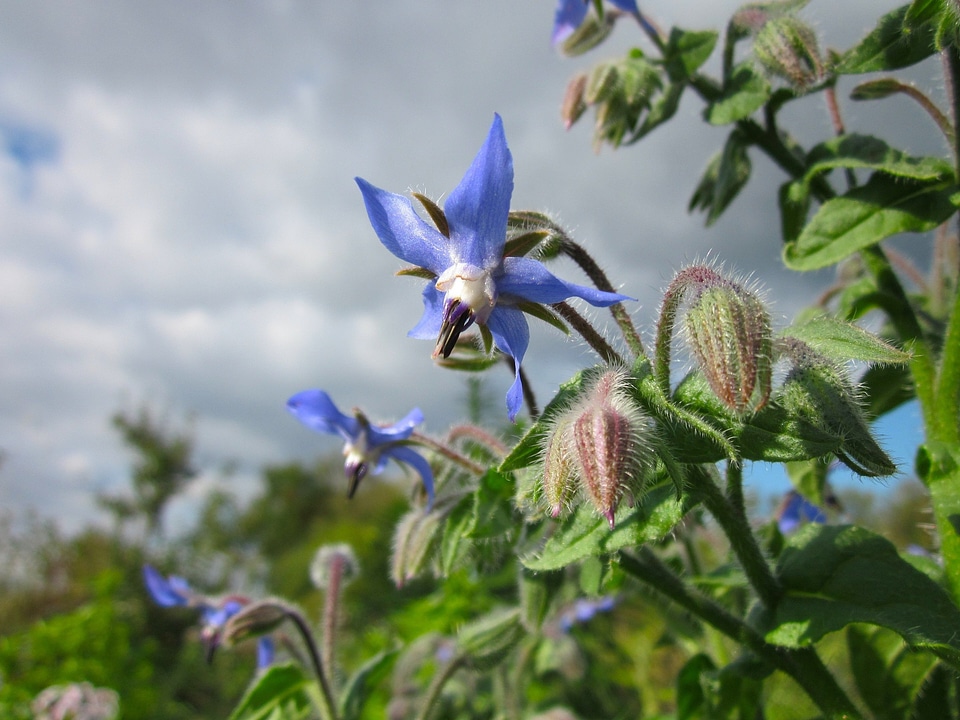 Plant plants flower